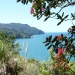 Views from the Orakawa track with Pohutakawa trees in blossom